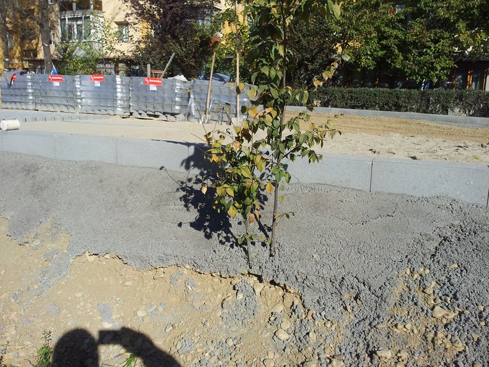 Primăria Pitești betonează și copacii!