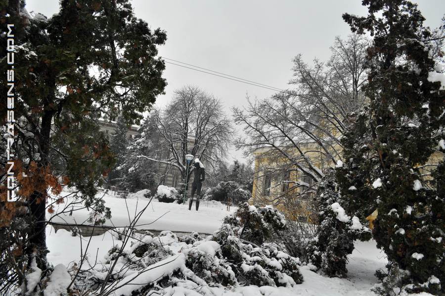 RENEL, blocata de un brad cazut