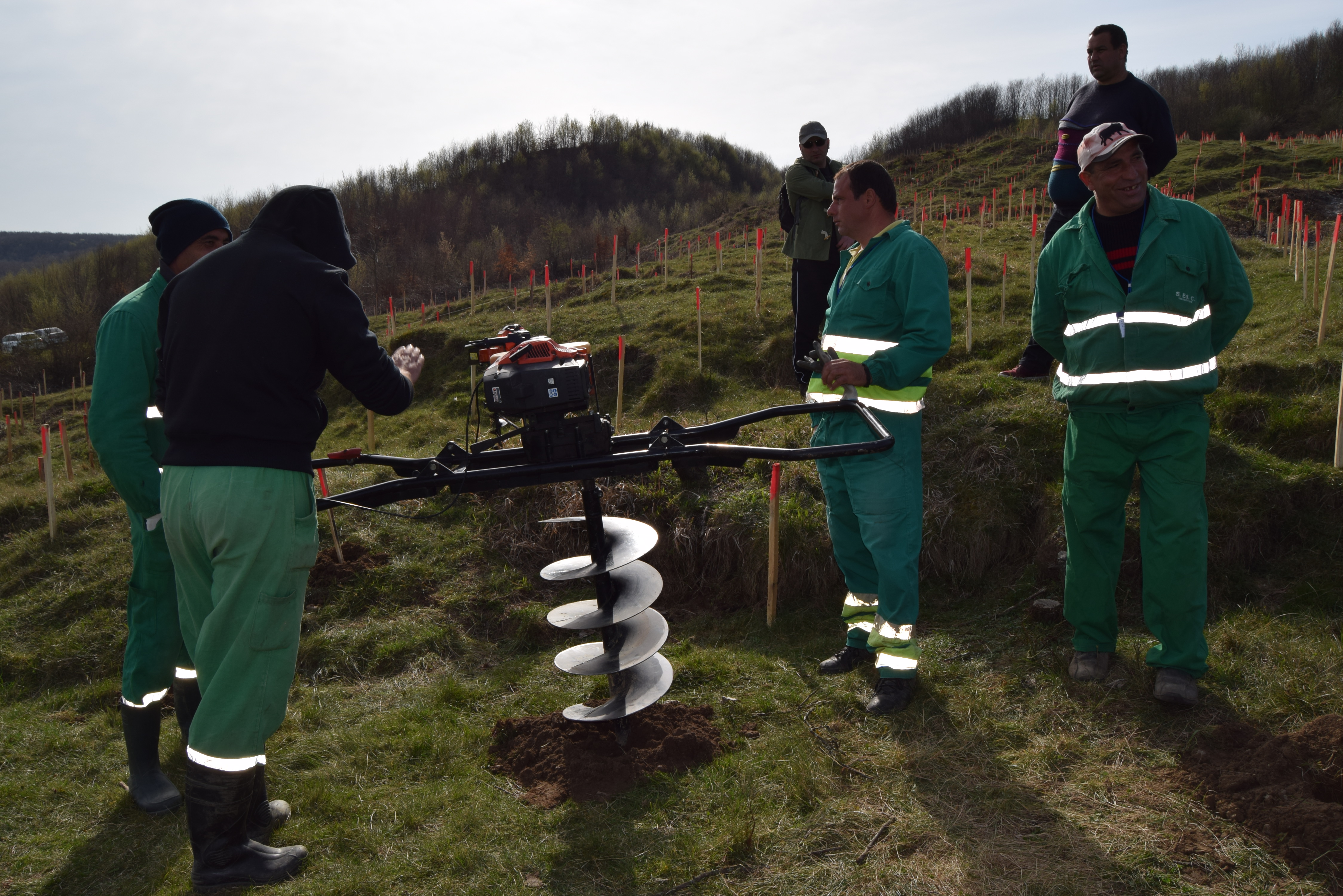 MIOVENI: PESTE 500 DE VOLUNTARI AU PLANTAT 6000 DE SALCAMI!
