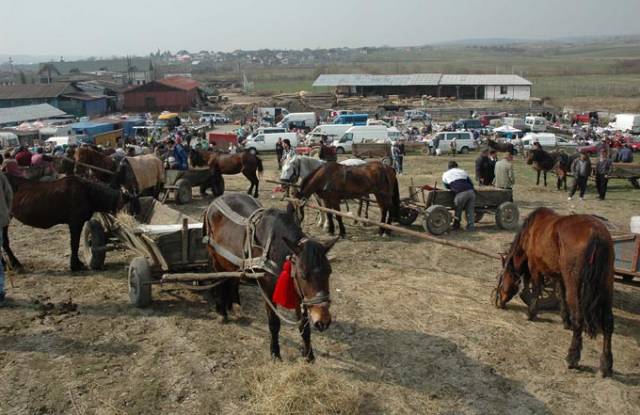 Comercializau ilicit animale
