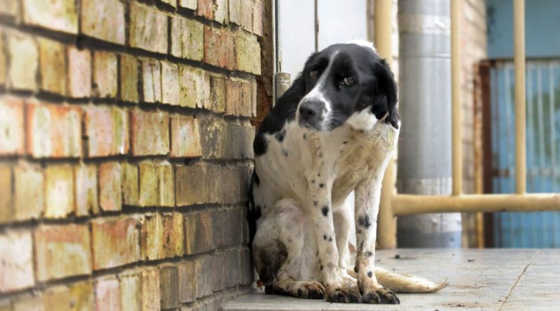 Pedepse mai mari pentru cei care maltratează animalele