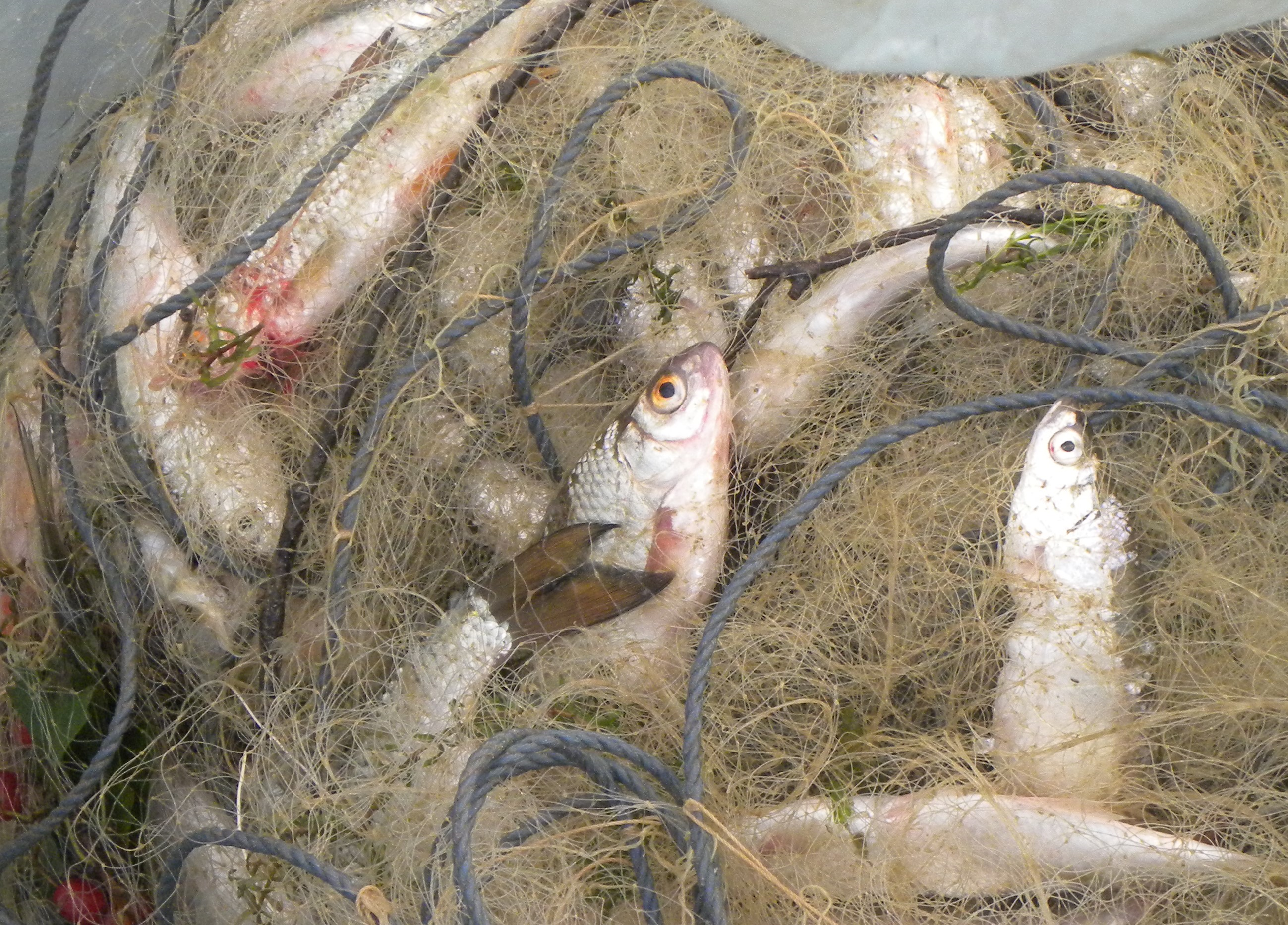 Prins la braconaj pe lacul Budeasa