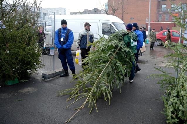 Direcţia Silvică vinde brazi de Crăciun