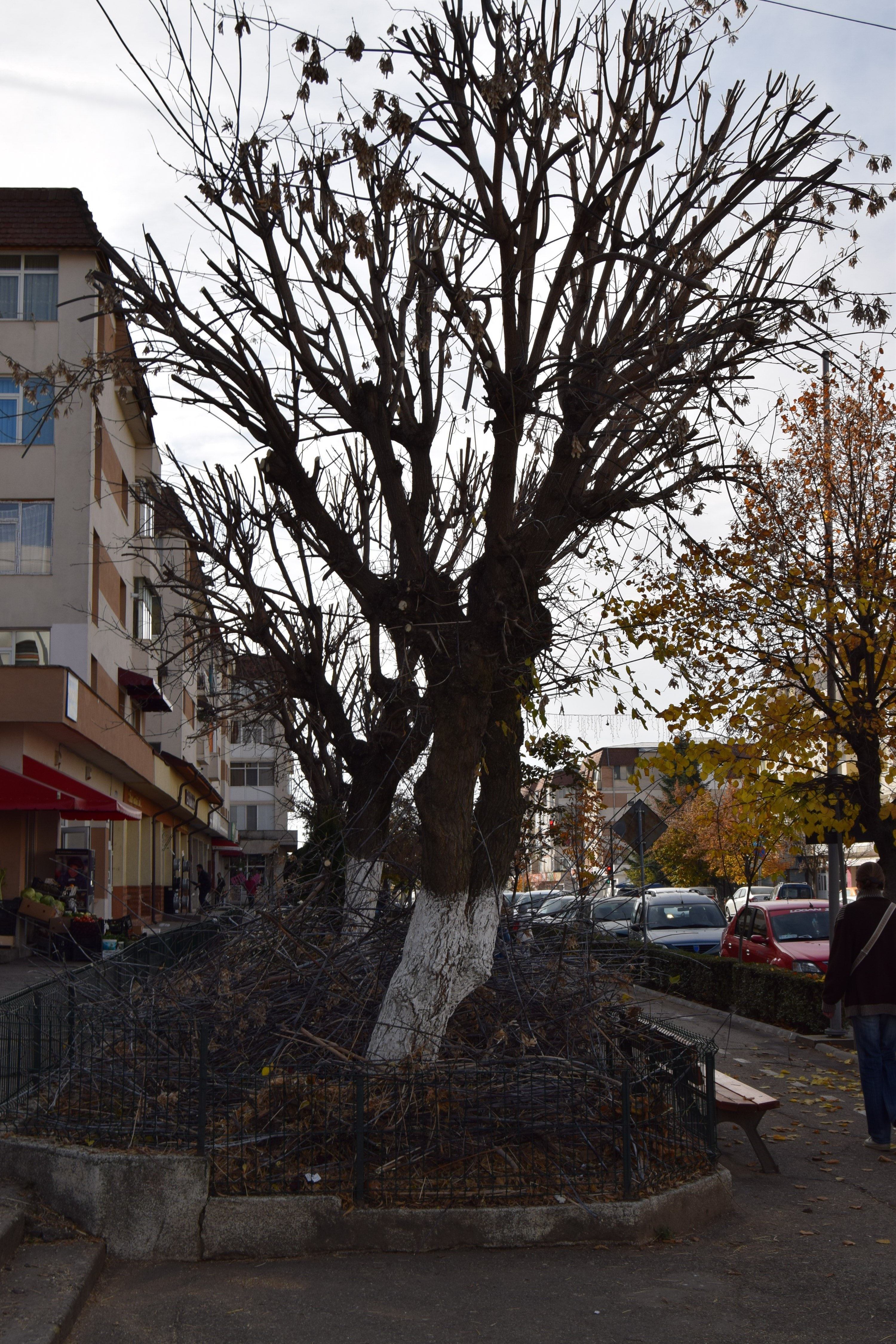 A început campania de toaletare a copacilor din Mioveni