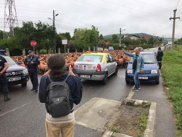 Un cioban a protestat cu oile la Curtea de Argeş