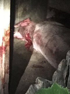 Din ce în ce mai multe atacuri ale urşilor, în gospodării din judeţul  Argeș