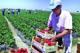 Locuri de muncă vacante pentru sectorul agricol din Spania