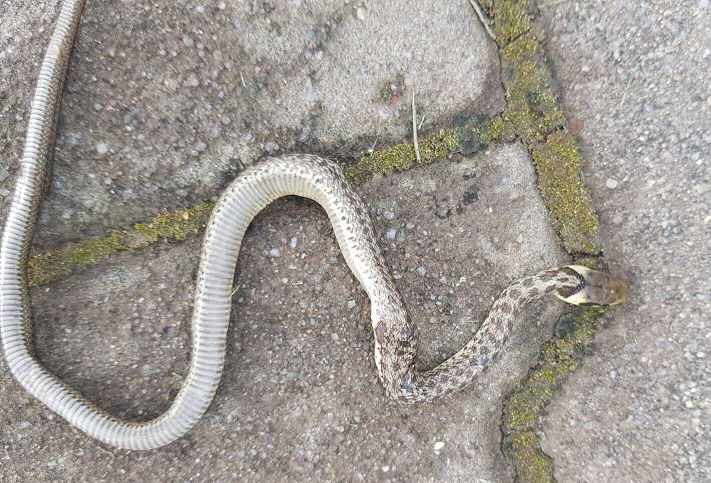 Atenție! În Curtea de Argeş au fost văzute vipere!