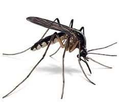 Continuaţi măsurile de dezinsecţie pentru a preveni răspîndirea infecţiei cu virus West Nile