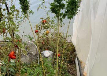 Percheziții în Argeş! Cannabis cultivat la solar