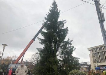 Astăzi, 15 noiembrie,  simbolul Crăciunului, bradul, a sosit la Piteşti Acesta are 22 de metri înălţime,