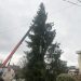 Astăzi, 15 noiembrie,  simbolul Crăciunului, bradul, a sosit la Piteşti Acesta are 22 de metri înălţime,