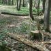 Accident in pădure! Bărbat din Topoloveni, în stare gravă la spital
