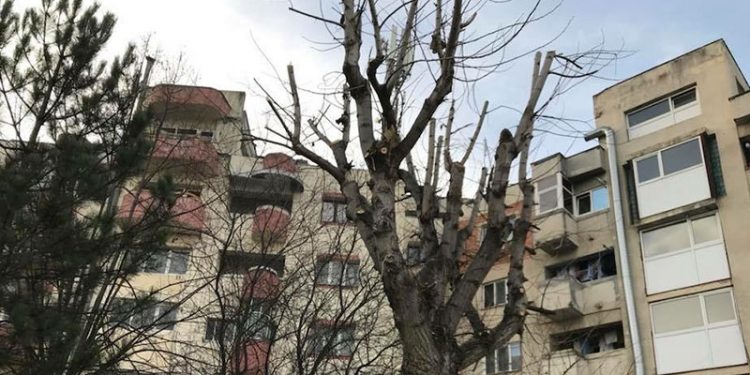 Intervenţii pentru toaletarea unor arbori pericol în Piteşti