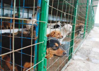 Peste 12.000 de câini, adunați de pe străzile Piteștiului în opt ani!