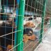 Peste 12.000 de câini, adunați de pe străzile Piteștiului în opt ani!