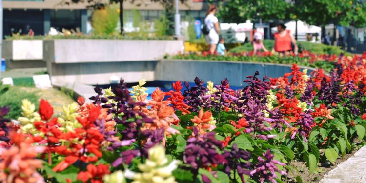 Noi răsaduri de flori la Pitești