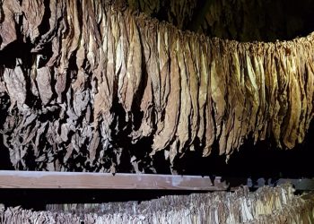 PERCHEZIȚII LA PERSOANE BĂNUITE DE CONTRABANDĂ CU TUTUN