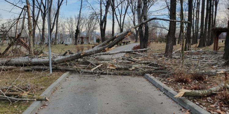 Amplă acțiune de eliminare a arborilor uscați din Parcul Lunca Argeșului
