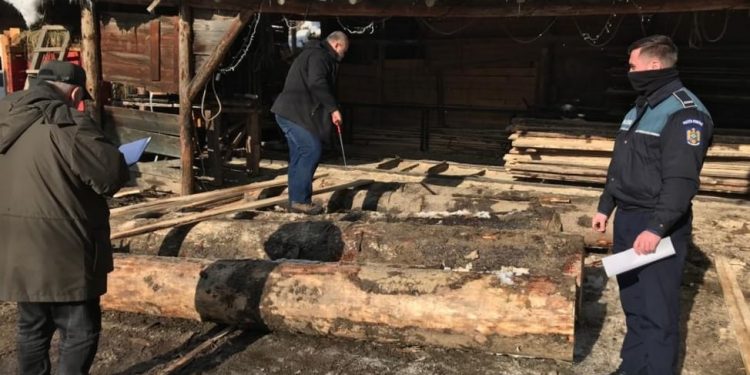 Societate sancționată pentru nereguli silvice