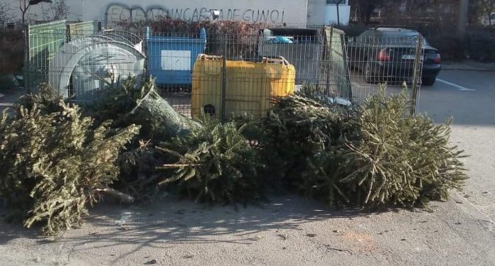 Salubritatea adună brazii de Crăciun din Pitești