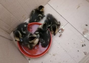Pui de rață sălbatică, abandonați de mamă, salvați de polițiștii locali din Pitești
