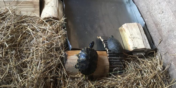 Salpitflor a început acțiunea de curățare a lacului din Parcul Expo-Parc