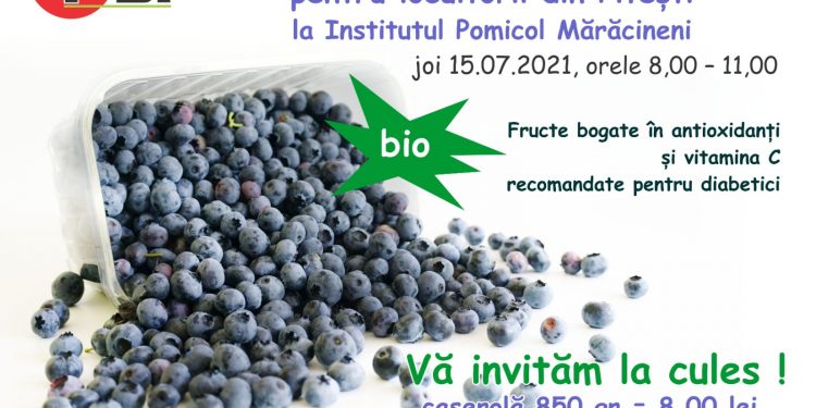 Ziua culesului de afine, la Institutul Pomicol Mărăcineni