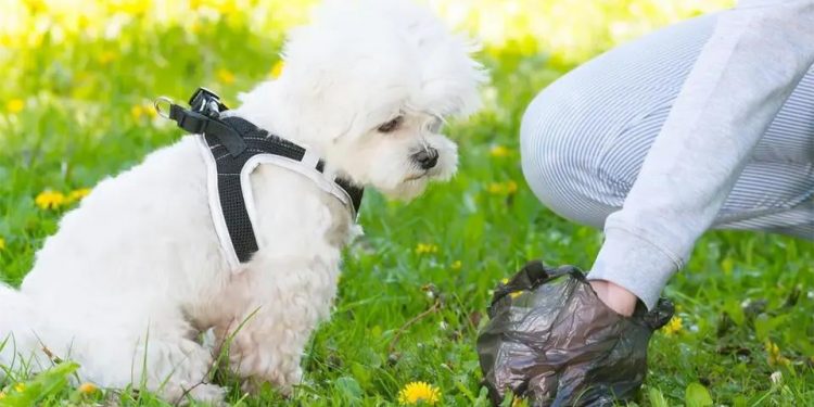Sancțiuni aplicate pentru neridicarea mizeriei create de câinele scos la plimbare!
