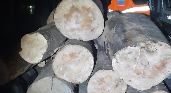 Conducea un camion plin cu lemne, având permisul suspendat