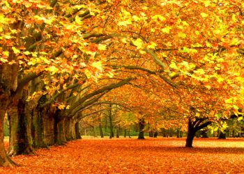 Prognoza meteo 1 – 29 noiembrie 2021. Vreme anormal de caldă