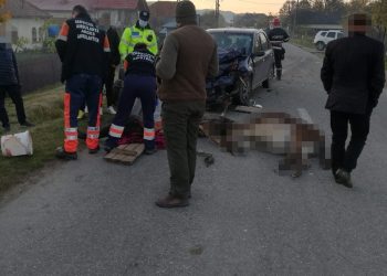 Măgăruș ucis în accident la Vlădești