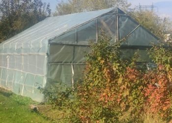 Livezi, solarii, grădini de legume şi alte plantaţii irigate din branşamente de apă ilegale