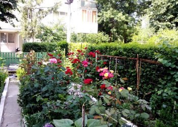 Se dă startul înscrierii în concursul „Cea mai frumoasă și cea mai curată asociaţie de proprietari din Municipiul Piteşti”, ediția a X-a!