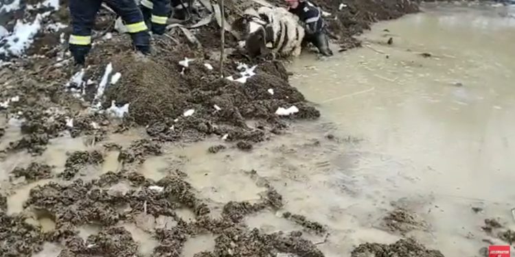VIDEO – Operaţiune spectaculoasă de salvare a unei bovine