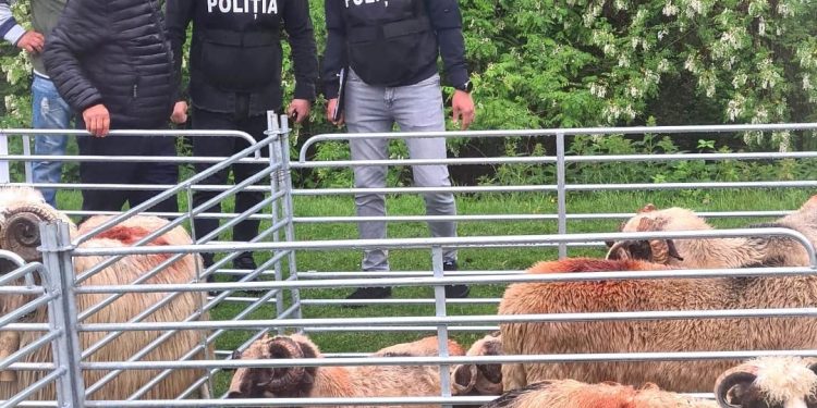 Amenzi la Rapsodia Pastorală de la Corbi