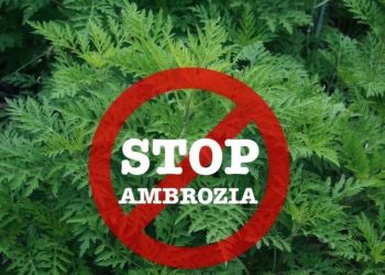 Pitești: Măsuri pentru combaterea răspândirii ambroziei