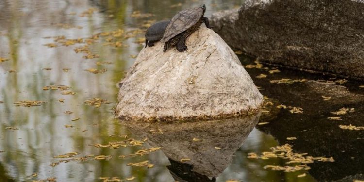 Lacul din Expo-Parc urmează a fi curățat – broscuțele țestoase vor fi mutate, provizoriu, la Grădina Zoologică Pitești!