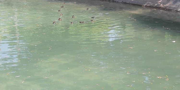 Rățuștele și peștii s-au întors în lacul din Expo-Parc, broscuțele țestoase urmează!