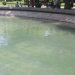 Rățuștele și peștii s-au întors în lacul din Expo-Parc, broscuțele țestoase urmează!