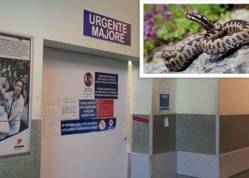 Spitalul Județean, pregătit să primească pacienți mușcați de vipere