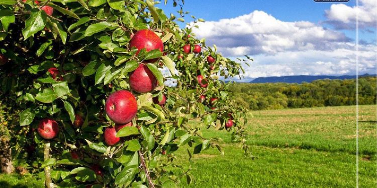 Simona Bucura-Oprescu: Ajutor pentru producătorii agricoli din sectorul vegetal!