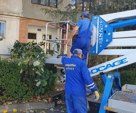 A început toaletarea arborilor în Pitești