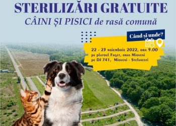 Mioveni: Campanie de sterilizare gratuită a câinilor și pisicilor în Făget