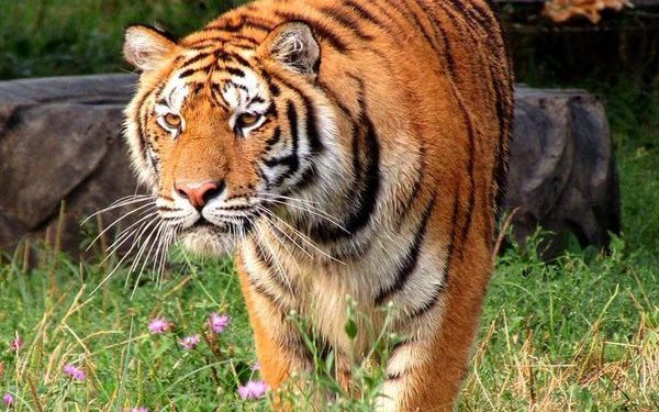 Zoo Pitești este deschisă spre vizitare, în mini-vacanța de 1 Decembrie!