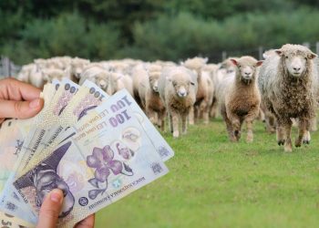 Programul Lâna în 2023! Subvenția plătită crescătorilor de oi va fi dublată