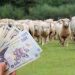 Programul Lâna în 2023! Subvenția plătită crescătorilor de oi va fi dublată