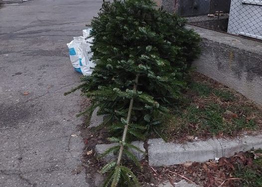 SEdC Mioveni colectează gratuit brazii de Crăciun!