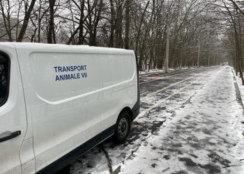 Acțiuni permanente ale SPEP Pitești pentru diminuarea problemei câinilor fără stăpân în municipiu!