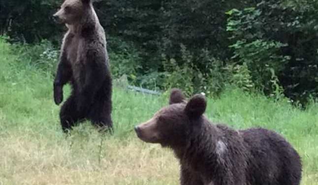 Despăgubiri pentru pagube provocate de animale sălbatice